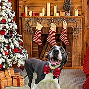 Goose is registered to the contest to win money with this photo: dog, bow_tie, fireplace, stockings, christmas_tree, ornaments, presents, carpet, wooden_wall, holiday_decor, festive, smiling_dog, indoor, red, white, green, snow_covered, gift_wrap, cheerful, seasonal