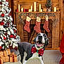 dog, bow_tie, fireplace, stockings, christmas_tree, ornaments, presents, carpet, wooden_wall, holiday_decor, festive, smiling_dog, indoor, red, white, green, snow_covered, gift_wrap, cheerful, seasonal