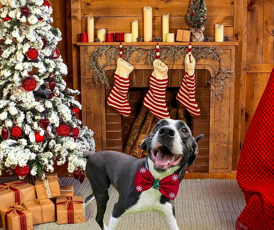 Goose is registered to the contest to win money with this photo: dog, bow_tie, fireplace, stockings, christmas_tree, ornaments, presents, carpet, wooden_wall, holiday_decor, festive, smiling_dog, indoor, red, white, green, snow_covered, gift_wrap, cheerful, seasonal