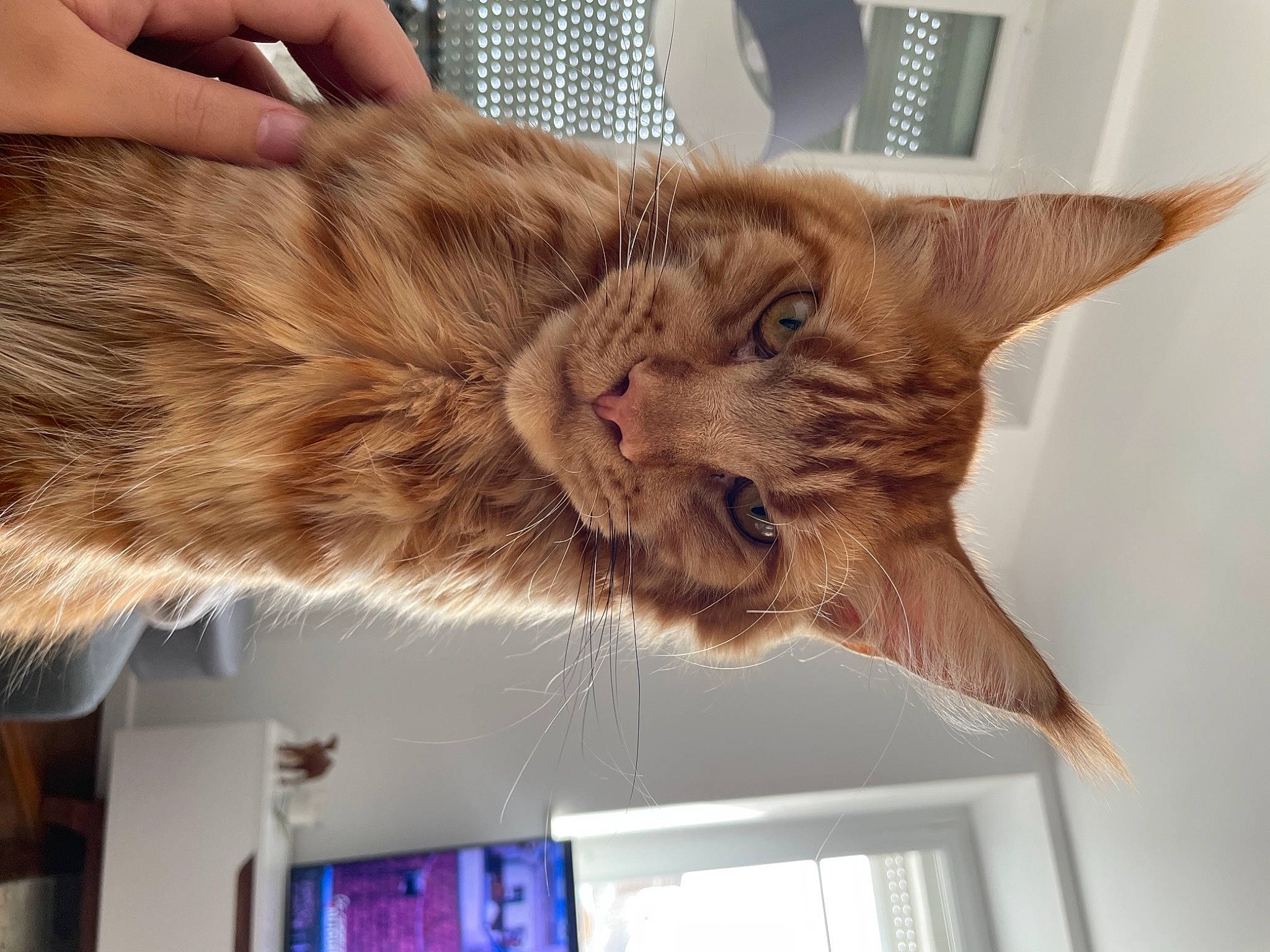 Eiko participe au concours pour gagner de l'argent avec cette photo : carnivore, cat, claw, domestic_short_haired_cat, ear, fawn, felidae, fur, gesture, liver, nail, nap, paw, room, small_to_medium_sized_cats, snout, tail, television, whiskers, wood