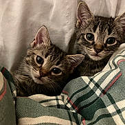 Luna And Melvin is registered to the contest to win money with this photo: kitten, cat, tabby, pets, animal, cute, cozy, blanket, snuggling, indoor, fur, whiskers, sleepy, comfort, domestic, mammal, young, curious, small, resting