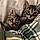 Luna And Melvin