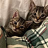 kitten, cat, tabby, pets, animal, cute, cozy, blanket, snuggling, indoor, fur, whiskers, sleepy, comfort, domestic, mammal, young, curious, small, resting