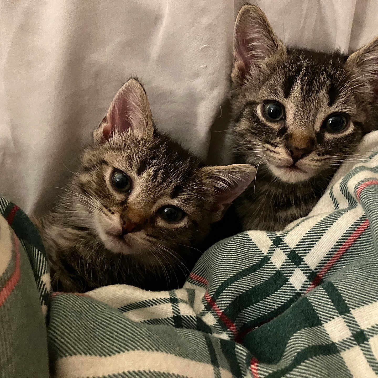 Luna And Melvin is registered to the contest to win money with this photo: kitten, cat, tabby, pets, animal, cute, cozy, blanket, snuggling, indoor, fur, whiskers, sleepy, comfort, domestic, mammal, young, curious, small, resting