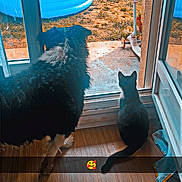 Hezer a rejoint le concours — aidez-le/la à gagner de superbes lots ! dog, cat, indoor, glass_door, wood_floor, inflatable_pool, scooter, pet, animal, companion, window, sunlight, back_view, curiosity, domestic, furry, quiet, resting, home, together