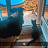 dog, cat, indoor, glass_door, wood_floor, inflatable_pool, scooter, pet, animal, companion, window, sunlight, back_view, curiosity, domestic, furry, quiet, resting, home, together