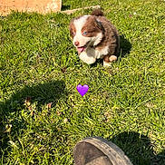Freyja a rejoint le concours — aidez-le/la à gagner de superbes lots ! puppy, dog, grass, outdoor, sunlight, blue_eyes, running, tongue_out, cute, happy, pet, animal, nature, footwear, shadow, greenery, playful, young_dog, summer, daylight
