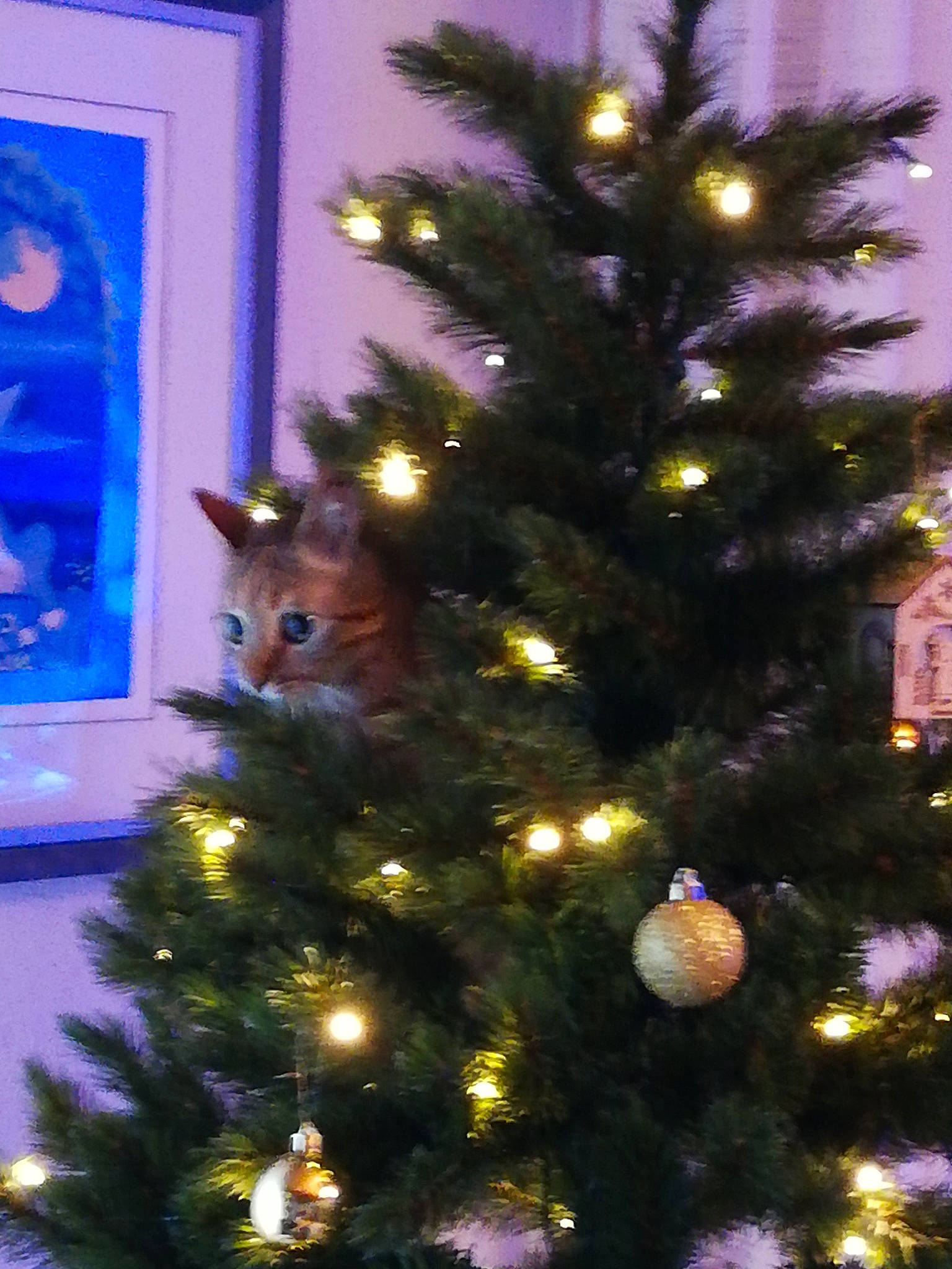 Etna a rejoint le concours — aidez-le/la à gagner de superbes lots ! blue, branch, carnivore, cat, christmas_decoration, christmas_ornament, christmas_tree, event, evergreen, green, holiday_ornament, larch, light, ornament, plant, purple, tints_and_shades, tree, white, woody_plant