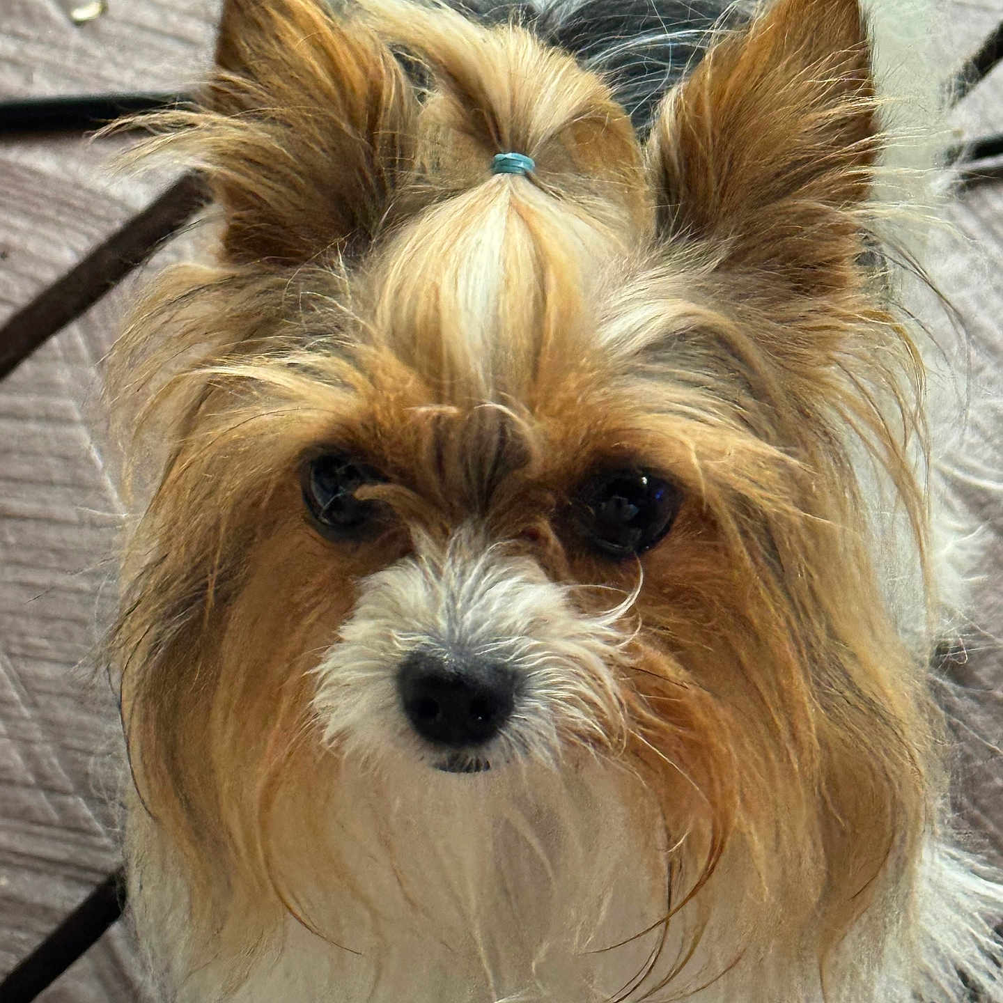 Pippa Faith joined the competition — help win amazing prizes! adorable, animal, black_nose, brown_and_white, close_up, companion, curious, cute, dog, ears_up, face, floor_tiles, fluffy_coat, fur, hair_tie, indoors, long_hair, pet, small_dog, snout