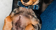 Toby is registered to the contest to win money with this photo: dog, puppy, dachshund, blue_collar, lying_down, close_up, speckled_fur, curious_expression, indoor, pet, cute, animal, canine, fur, portrait, young_dog, relaxed, looking_at_camera, background, denim