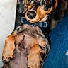 dog, puppy, dachshund, blue_collar, lying_down, close_up, speckled_fur, curious_expression, indoor, pet, cute, animal, canine, fur, portrait, young_dog, relaxed, looking_at_camera, background, denim