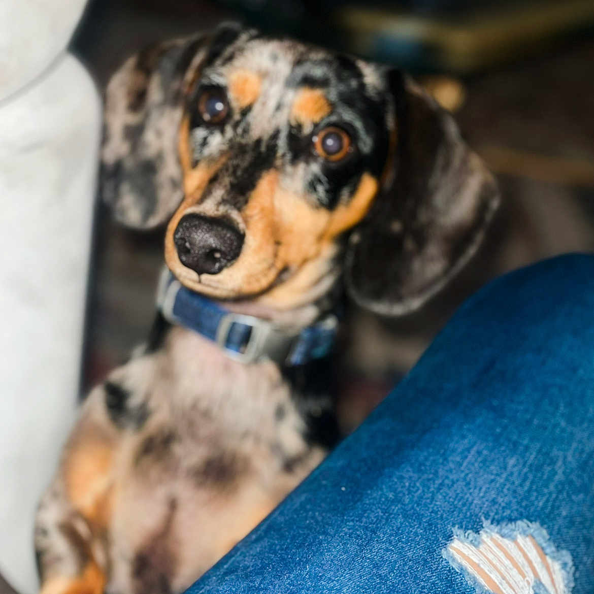 Toby