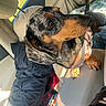 dog, dachshund, car, car_interior, seat, sunlight, pet, animal, brown, black, fur, leash, curious, close_up, indoor, window, daylight, seatbelt, blanket, orange