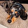 Toby is registered to the contest to win money with this photo: dog, dachshund, dapple, pet, animal, resting, pillow, cozy, cute, brown, black, tan, fur, ears, collar, indoor, portrait, closeup, sleepy, companion