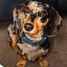 Toby joined the competition — help win amazing prizes! dog, dachshund, pet, animal, blue_collar, carpet, brown_eyes, cute, looking_up, indoor, short_legs, speckled_coat, ears, snout, fur, domestic_animal, canine, portrait, close_up, sitting