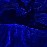 Rook is registered to the contest to win money with this photo: animal, bed, black_cat, blanket, blue_light, blurred_background, cat, cozy, dark, eyes, feline, indoor, night, pet, quiet, relaxing, resting, shadow, soft_texture, whiskers