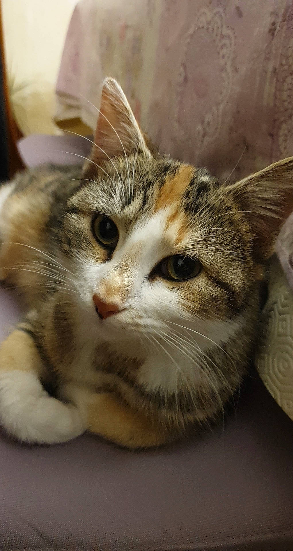 Bella