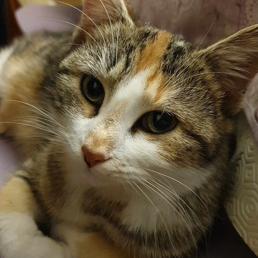 Bella