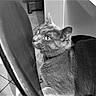 cat, chair, indoor, black_and_white, tile_floor, furniture, pet, animal, curious, close_up, whiskers, ears, looking, domestic_cat, floor, wood, table, side_view, texture, quiet