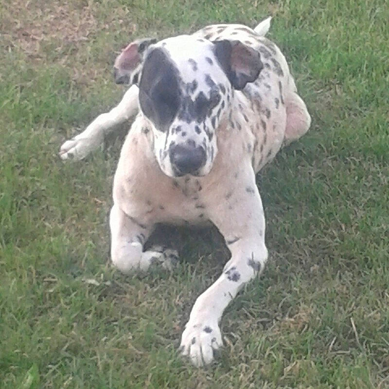 Loucky a rejoint le concours — aidez-le/la à gagner de superbes lots ! art, canidae, carnivore, companion_dog, dalmatian, dog, dog_breed, grass, grassland, guard_dog, livestock, terrestrial_animal, working_animal, working_dog