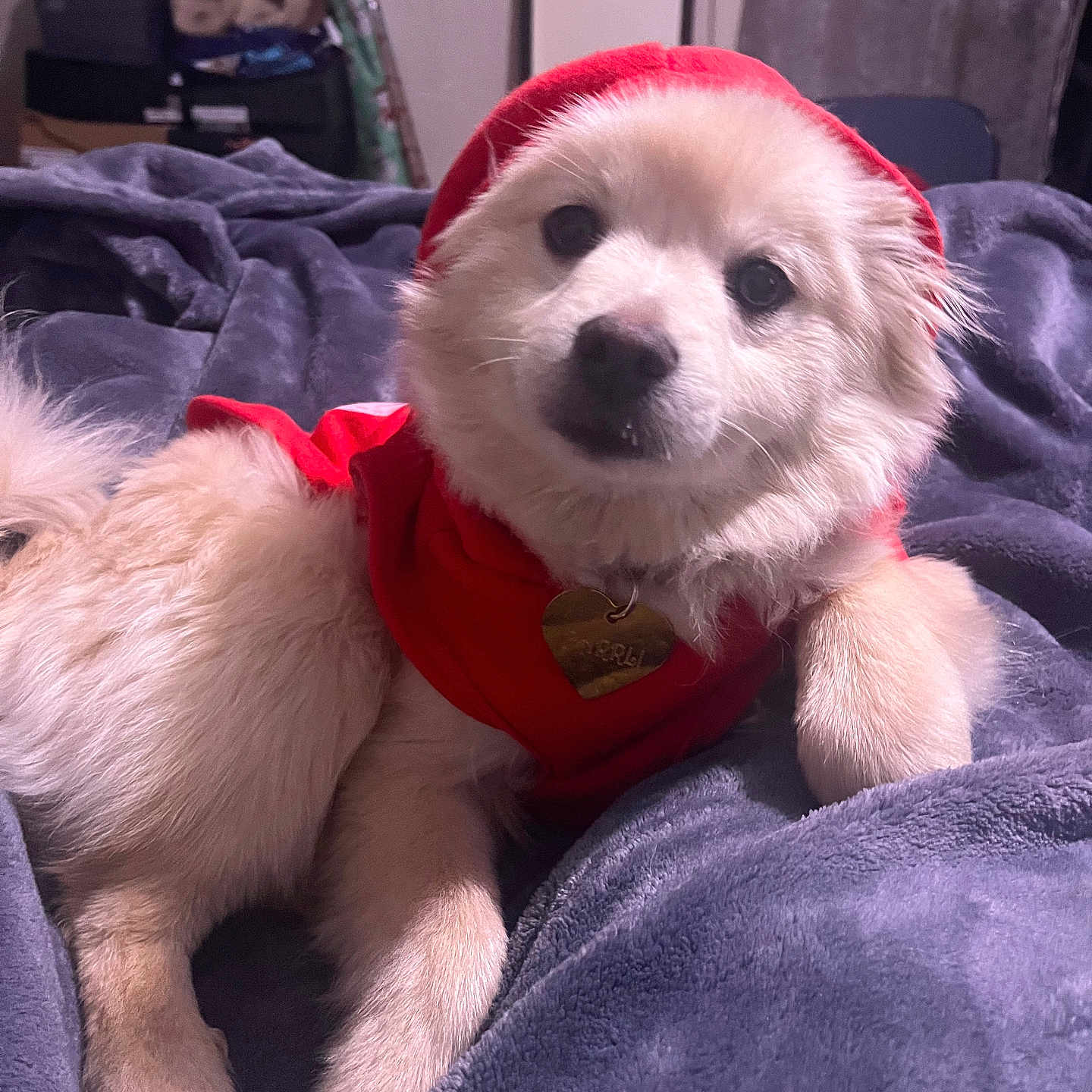 Barrli is registered to the contest to win money with this photo: dog, puppy, red_hoodie, blanket, indoor, cozy, fur, collar, heart_tag, bedroom, mirror, shoes, curious, pet, cute, relaxed, plush, soft, lying_down, animal