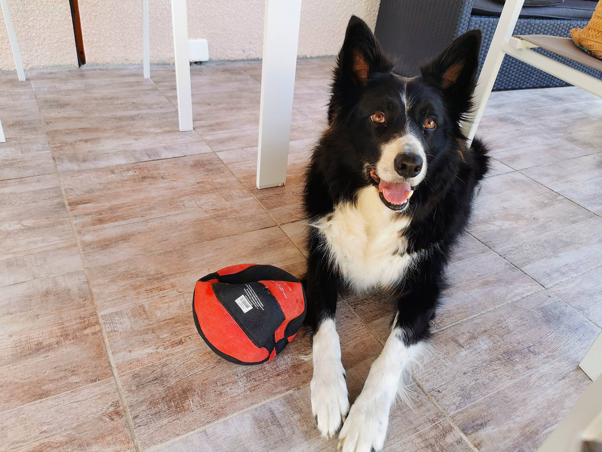 Leko a rejoint le concours — aidez-le/la à gagner de superbes lots ! canidae, carnivore, collar, companion_dog, dog, dog_breed, dog_collar, dog_supply, floor, flooring, foot, fur, hardwood, herding_dog, pet_supply, snout, sporting_group, tail, wood, working_animal