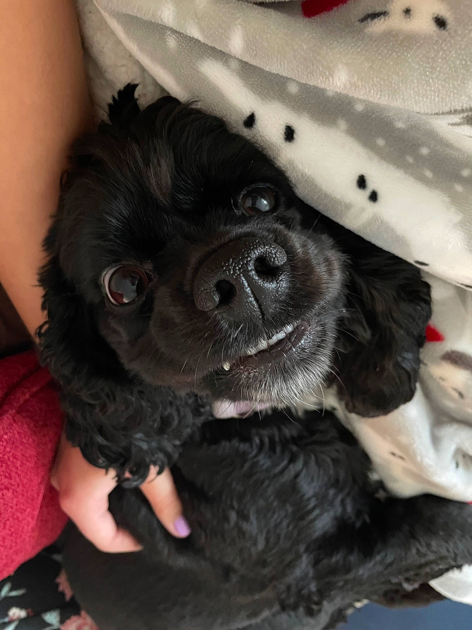 Agnes is registered to the contest to win money with this photo: canidae, carnivore, claw, companion_dog, dog, dog_breed, dog_collar, fashion_accessory, fawn, fur, gesture, liver, nail, paw, puppy, puppy_love, snout, sporting_group, toy_dog, working_animal