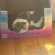 Carolina Jolie is registered to the contest to win money with this photo: animal, box, calm, cardboard_box, cat, cozy, cute, daylight, domestic, feline, fur, home, indoor, pet, relaxing, resting, sleeping, softness, sunlight, wood_floor