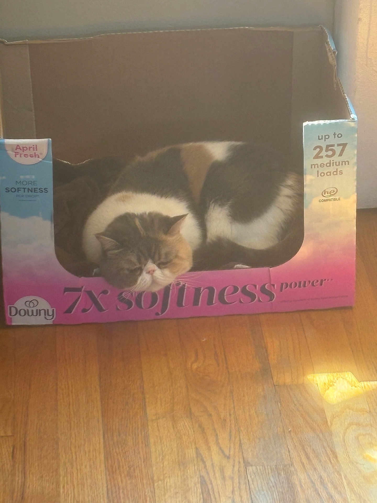 Carolina Jolie is registered to the contest to win money with this photo: animal, box, calm, cardboard_box, cat, cozy, cute, daylight, domestic, feline, fur, home, indoor, pet, relaxing, resting, sleeping, softness, sunlight, wood_floor
