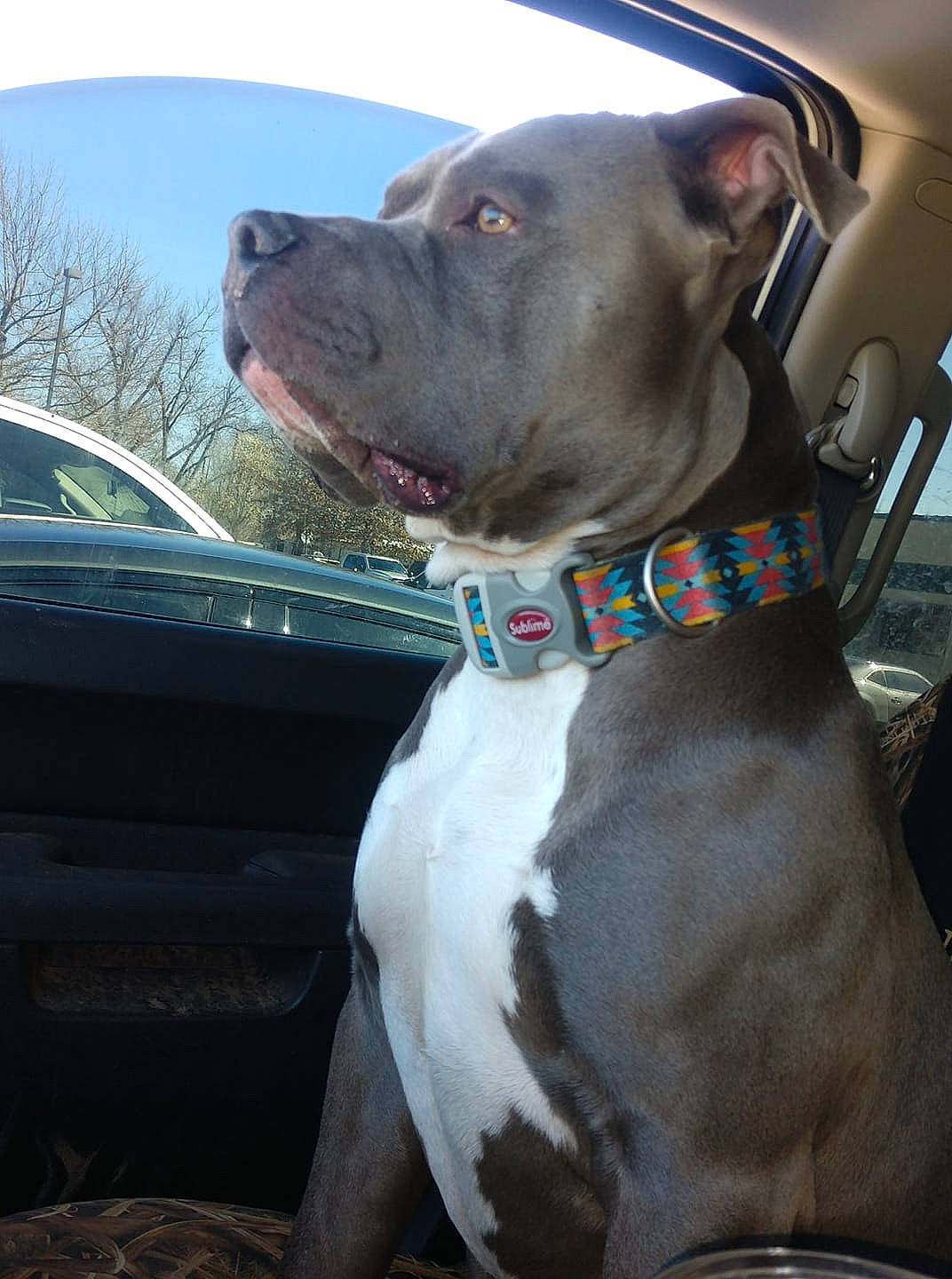 Duece joined the competition — help win amazing prizes! automotive_window_part, canidae, carnivore, collar, companion_dog, dog, dog_breed, dog_collar, fawn, jaw, liver, mammal, pet_supply, pit_bull, snout, sporting_group, vehicle_door, whiskers, windshield, working_animal