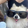 dog, pomeranian, sunglasses, pet, fluffy, white_fur, happy, smiling, car_seat, person, arm, casual, indoor, portrait, cute, animal, companion, leisure, relaxed, funny