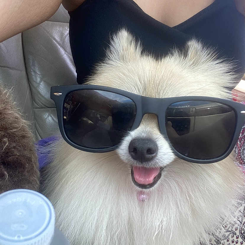 Roxy joined the competition — help win amazing prizes! dog, pomeranian, sunglasses, pet, fluffy, white_fur, happy, smiling, car_seat, person, arm, casual, indoor, portrait, cute, animal, companion, leisure, relaxed, funny