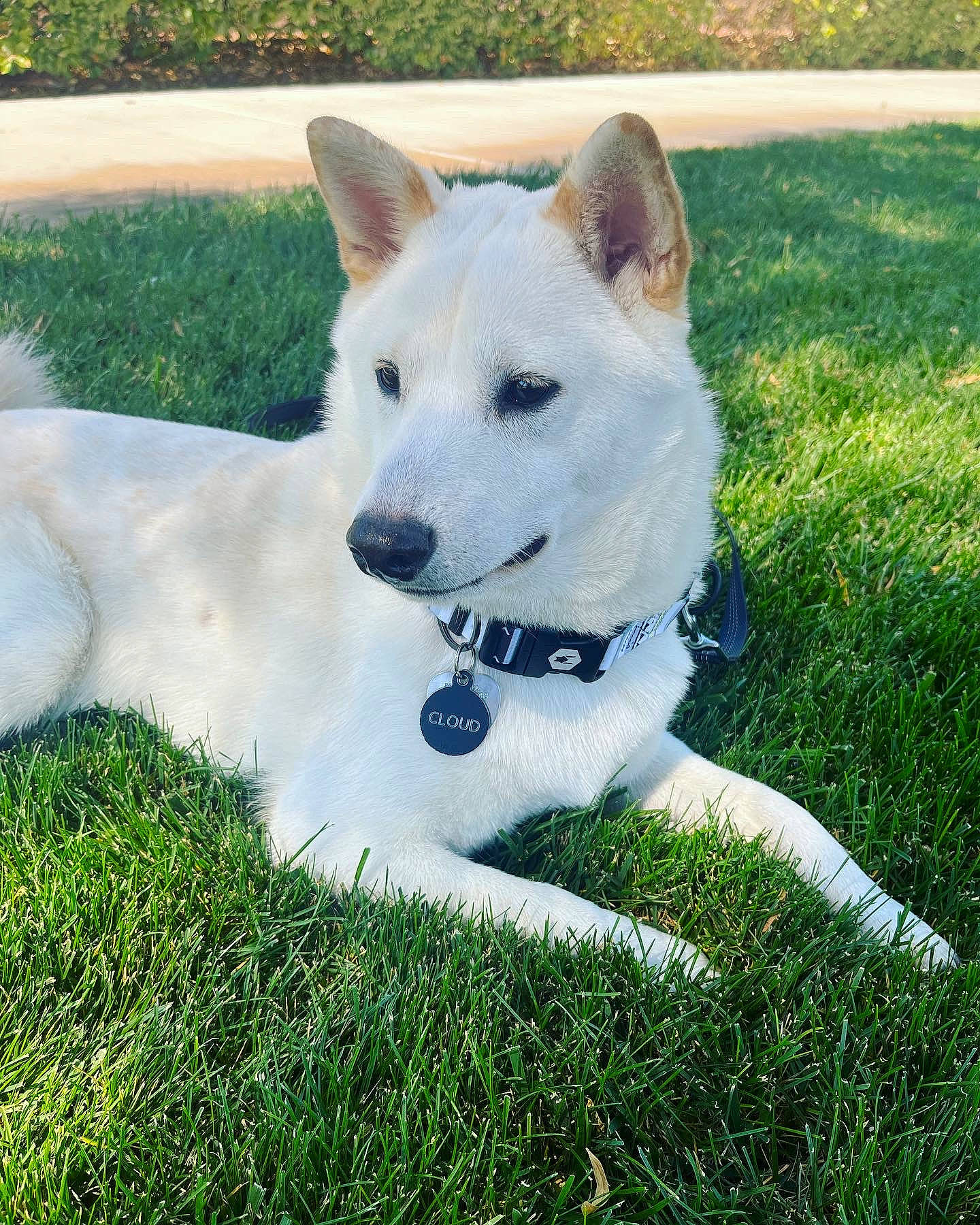 Cloud joined the competition — help win amazing prizes! ancient_dog_breeds, canidae, carnivore, collar, companion_dog, dog, dog_breed, dog_collar, fawn, grass, herding_dog, lawn, non_sporting_group, plant, snout, sporting_group, tail, terrestrial_animal, working_animal, working_dog