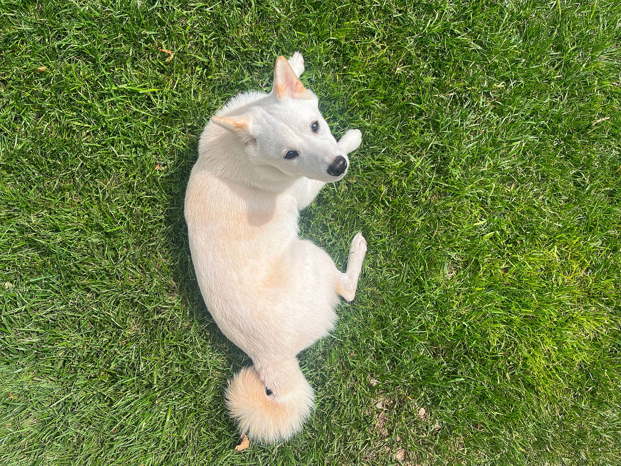 Cloud is registered to the contest to win money with this photo: canidae, carnivore, companion_dog, dog, dog_breed, fawn, grass, grassland, groundcover, kintamani, lawn, pasture, paw, snout, sporting_group, tail, terrestrial_animal, toy, whiskers, wildlife