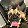 big_eyes, close_up, companion, dog, ears, floor, french_bulldog, happy, home_interior, indoor, leather_couch, looking_up, muzzle, paw, pet, playful, portrait, sitting, tongue_out, wrinkles