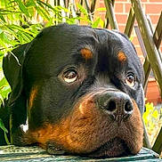 Ruby joined the competition — help win amazing prizes! rottweiler, dog, pet, animal, closeup, portrait, outdoor, greenery, wooden_surface, lattice, fence, expression, face, ears, nostrils, eyes, snout, brown, black, sad