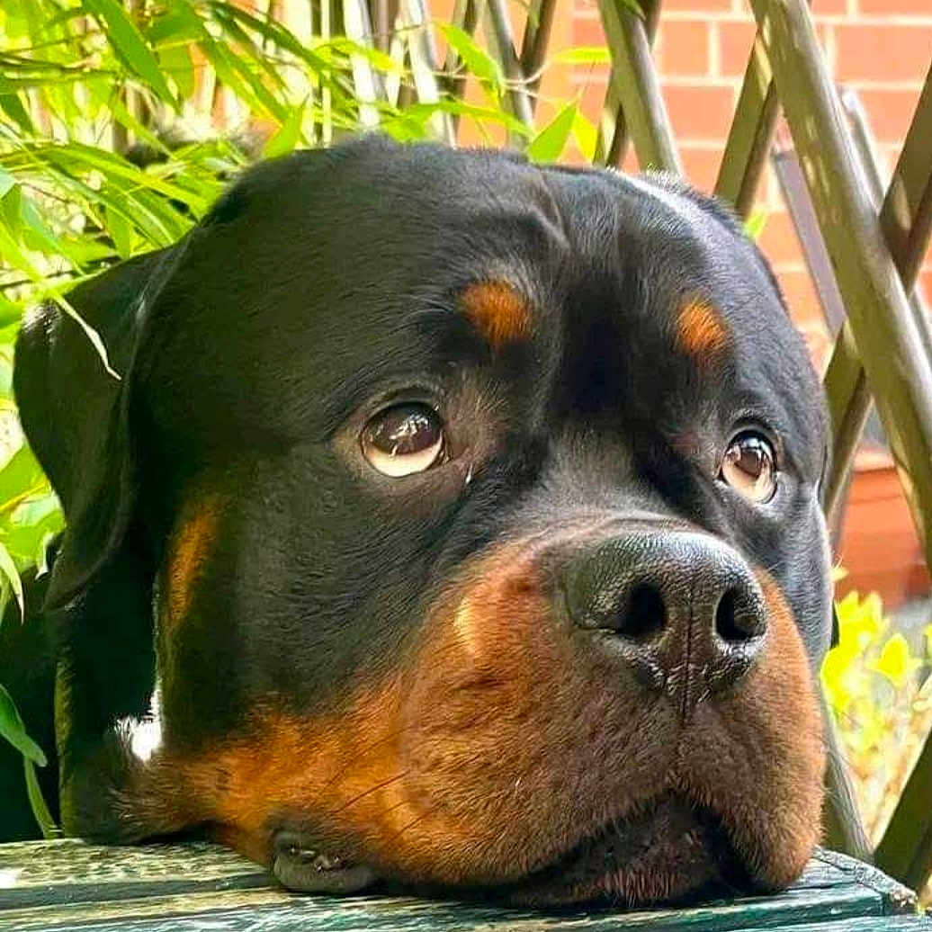 Ruby joined the competition — help win amazing prizes! animal, black, brown, closeup, dog, ears, expression, eyes, face, fence, greenery, lattice, nostrils, outdoor, pet, portrait, rottweiler, sad, snout, wooden_surface