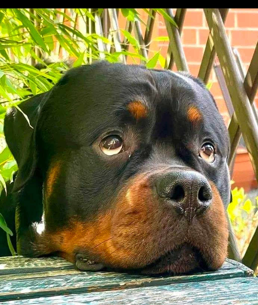 Ruby joined the competition — help win amazing prizes! rottweiler, dog, pet, animal, closeup, portrait, outdoor, greenery, wooden_surface, lattice, fence, expression, face, ears, nostrils, eyes, snout, brown, black, sad