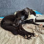 Athena a rejoint le concours — aidez-le/la à gagner de superbes lots ! dog, cat, kitten, black_dog, spotted_cat, blanket, bed, resting, relaxed, indoor, fur, animal, pet, companion, friendship, sleepy, cozy, paw, collar, curious