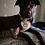 Athena participe au concours pour gagner de l'argent avec cette photo : dog, cat, kitten, black_dog, tabby_cat, pet, indoor, blanket, collar, animal, resting, cute, companions, feline, canine, texture, fur, closeup, friendship, relaxed