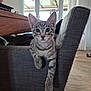 kitten, cat, tabby, chair, furniture, indoor, paw, curious, pet, animal, whiskers, ears, eyes, person, home, wooden_floor, table, string_lights, relaxed, cute