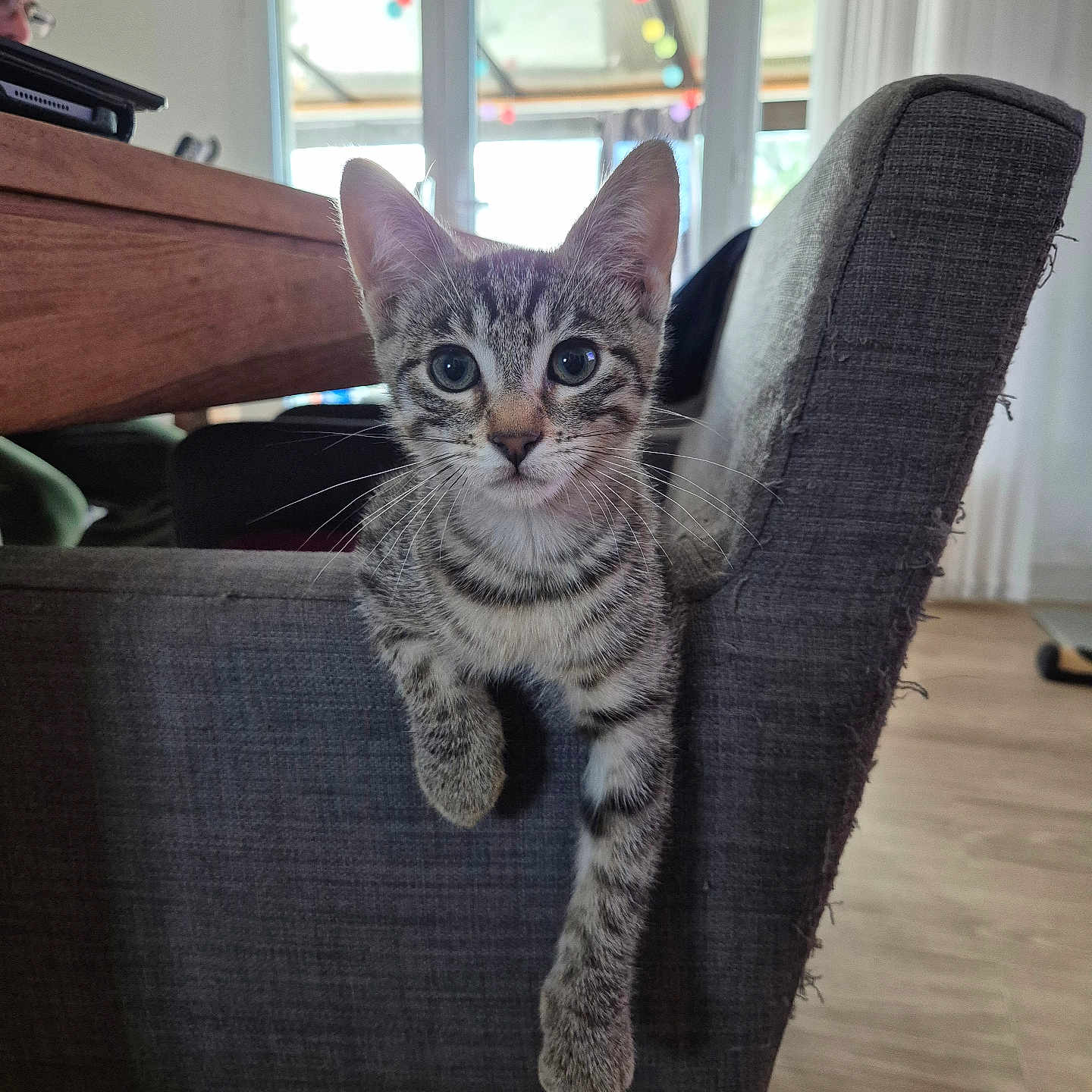 Athena participe au concours pour gagner de l'argent avec cette photo : animal, cat, chair, curious, cute, ears, eyes, furniture, home, indoor, kitten, paw, person, pet, relaxed, string_lights, tabby, table, whiskers, wooden_floor