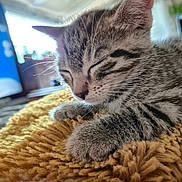 Athena a rejoint le concours — aidez-le/la à gagner de superbes lots ! kitten, cat, sleeping, close_up, tabby, feline, whiskers, soft_light, cozy, yellow_blanket, fur, paw, indoor, pet, resting, cute, animal, domestic_cat, nap, peaceful