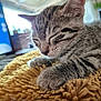 kitten, cat, sleeping, close_up, tabby, feline, whiskers, soft_light, cozy, yellow_blanket, fur, paw, indoor, pet, resting, cute, animal, domestic_cat, nap, peaceful