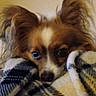dog, small_dog, papillon, pet, animal, face, ears, brown_and_white, fur, blanket, plaid, cozy, indoors, portrait, close_up, peeking, lying_down, bed, warm, cute