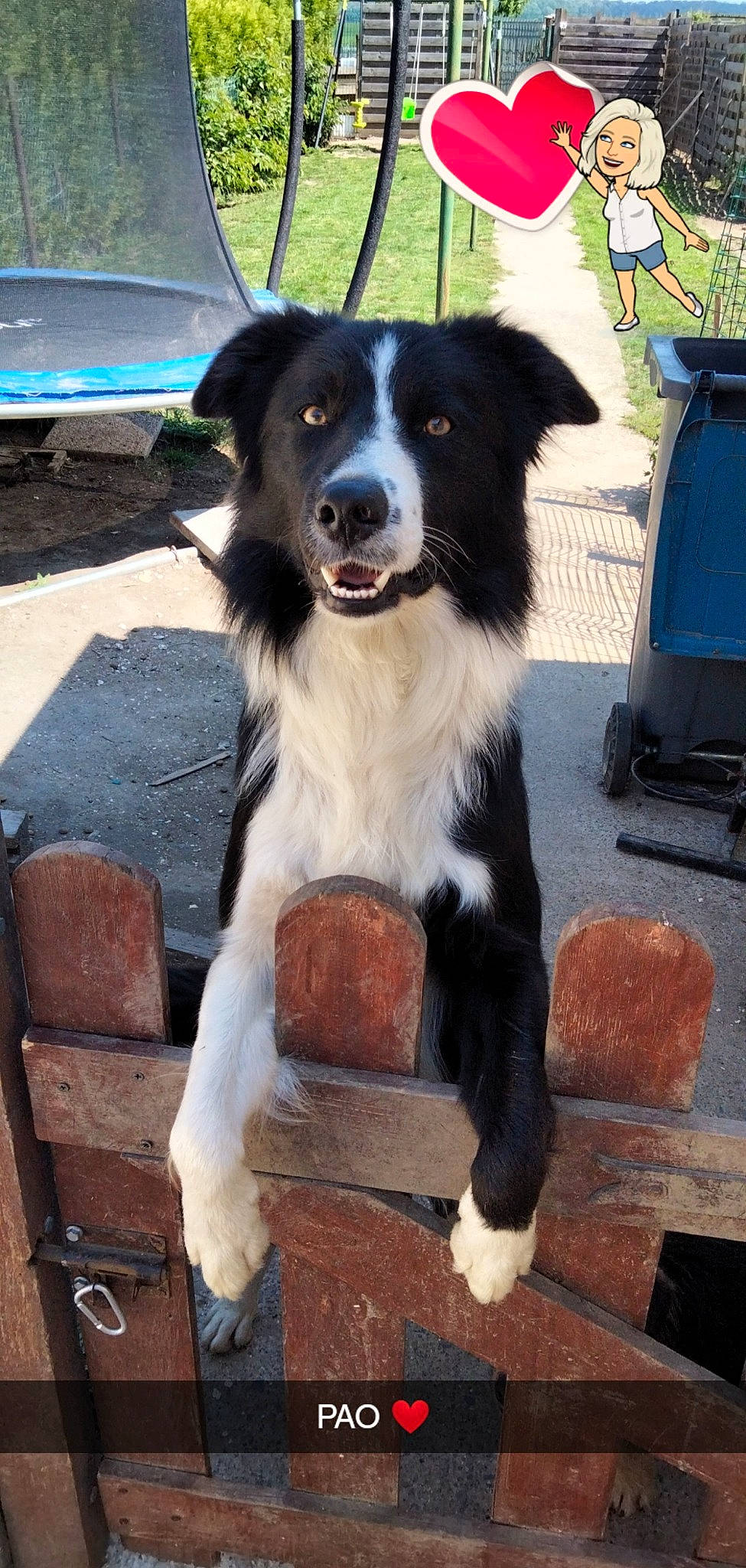 Pao participe au concours pour gagner de l'argent avec cette photo : australian_collie, border_collie, carnivore, chair, collar, companion_dog, dog, dog_breed, dog_collar, fur, gas, gun_dog, herding_dog, outdoor_furniture, whiskers, working_dog