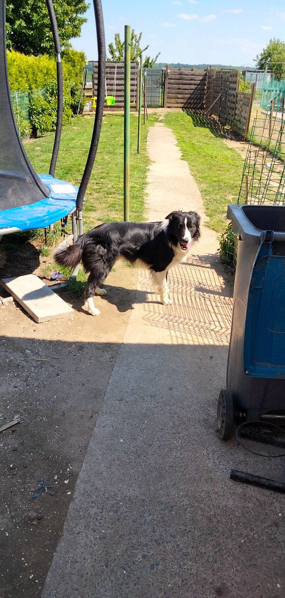 Pao a rejoint le concours — aidez-le/la à gagner de superbes lots ! asphalt, blue, border_collie, canidae, carnivore, chair, companion_dog, dog, dog_breed, fence, grass, leisure, outdoor_furniture, plant, road_surface, shade, sporting_group, tints_and_shades, waste_container, waste_containment