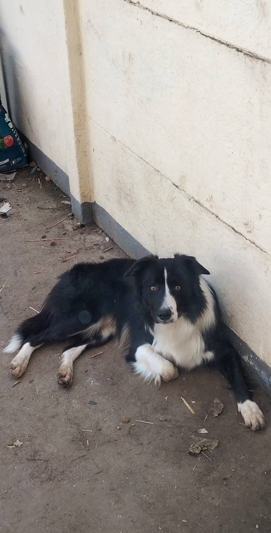 Pao a rejoint le concours — aidez-le/la à gagner de superbes lots ! asphalt, border_collie, canidae, carnivore, companion_dog, concrete, dog, dog_breed, fur, herding_dog, mammal, road_surface, snout, sporting_group, terrestrial_animal, working_dog