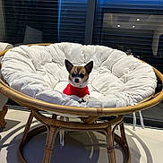 Polly a rejoint le concours — aidez-le/la à gagner de superbes lots ! dog, chihuahua, small_dog, red_sweater, papasan_chair, cushion, indoor, window, blinds, wooden_frame, pet, cute, furniture, cozy, tiny, seated, animal, modern, home, relaxing