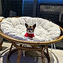 dog, chihuahua, small_dog, red_sweater, papasan_chair, cushion, indoor, window, blinds, wooden_frame, pet, cute, furniture, cozy, tiny, seated, animal, modern, home, relaxing